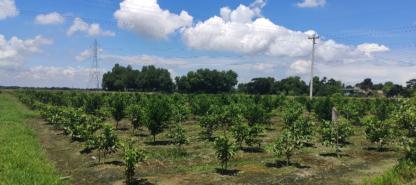 কমলা বাগান